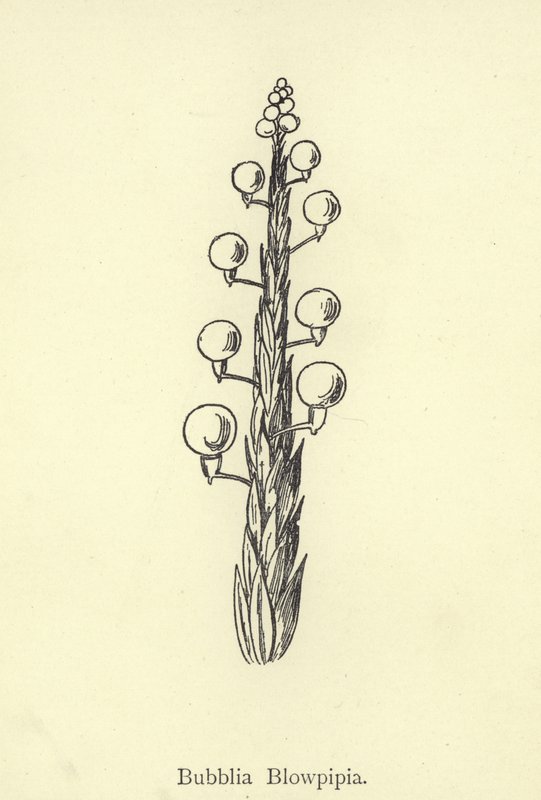 Bubblia Blowpipia da Edward Lear
