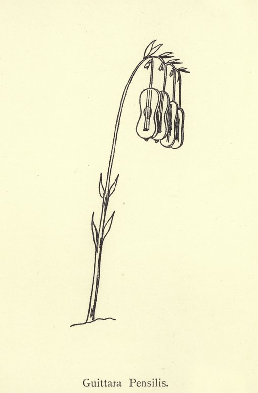 Guittara Pensilis da Edward Lear