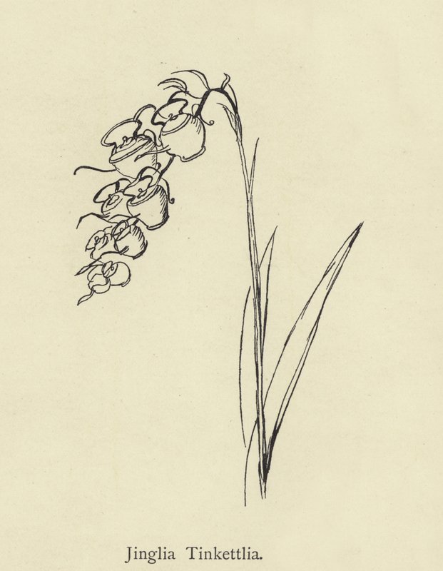 Jinglia Tinkettlia da Edward Lear