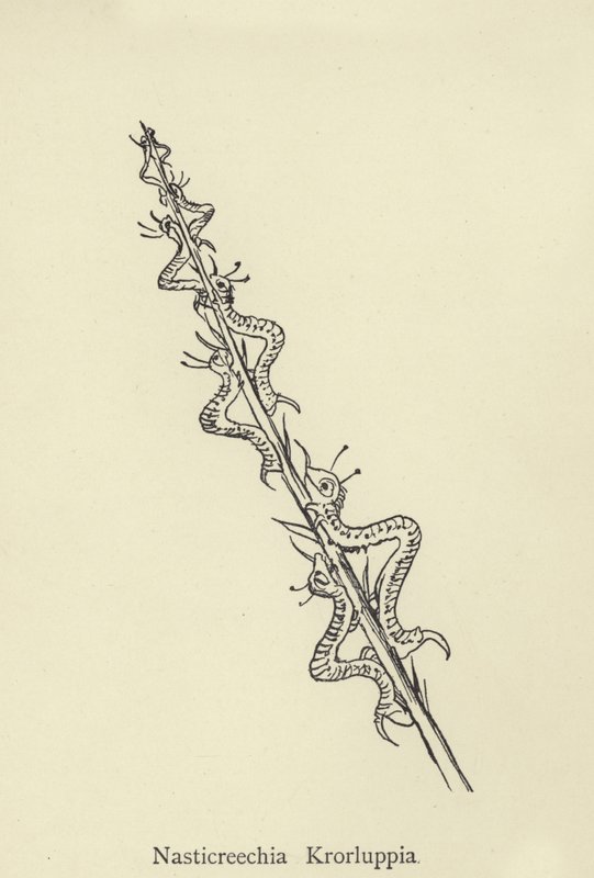 Nasticreechia Krorluppia da Edward Lear