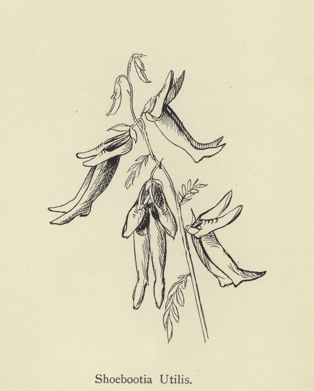 Shoebootia Utilis da Edward Lear