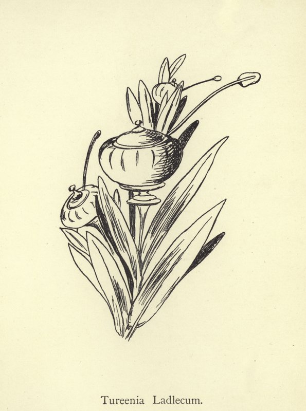Tureenia Ladlecum da Edward Lear