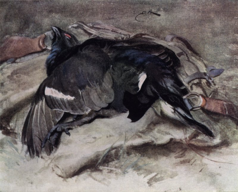 Gallo cedrone da Edwin John Alexander