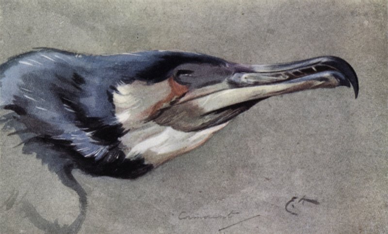 Cormorano da Edwin John Alexander