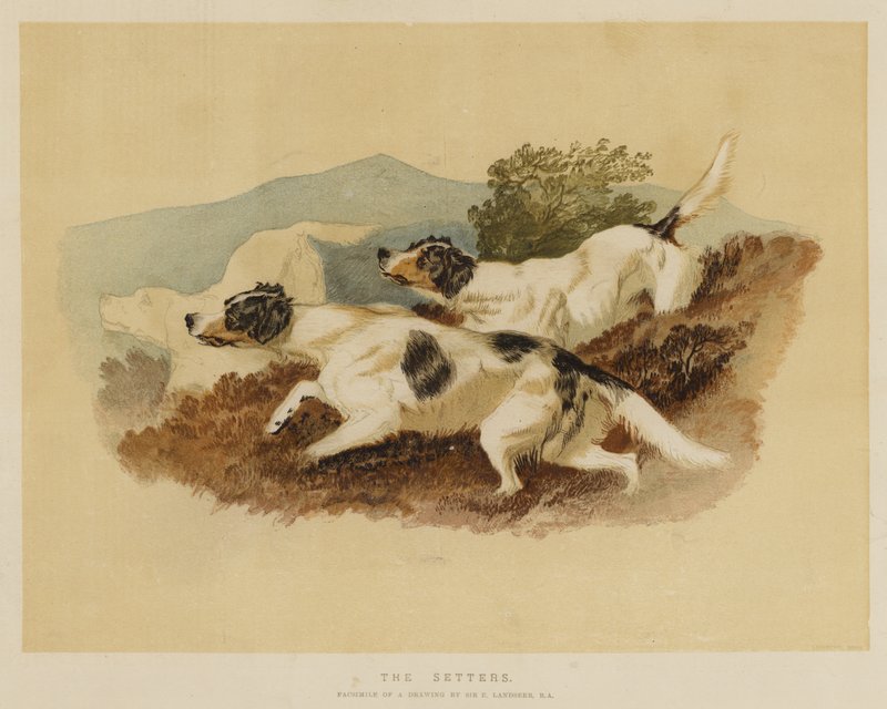 I Setter da Edwin Landseer