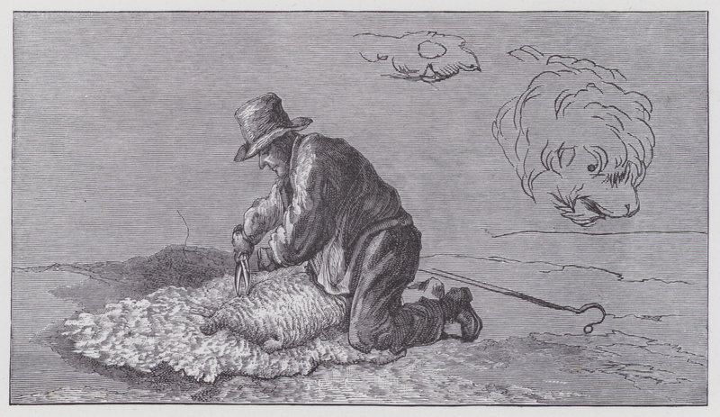 Tosatura delle pecore da Edwin (after) Landseer