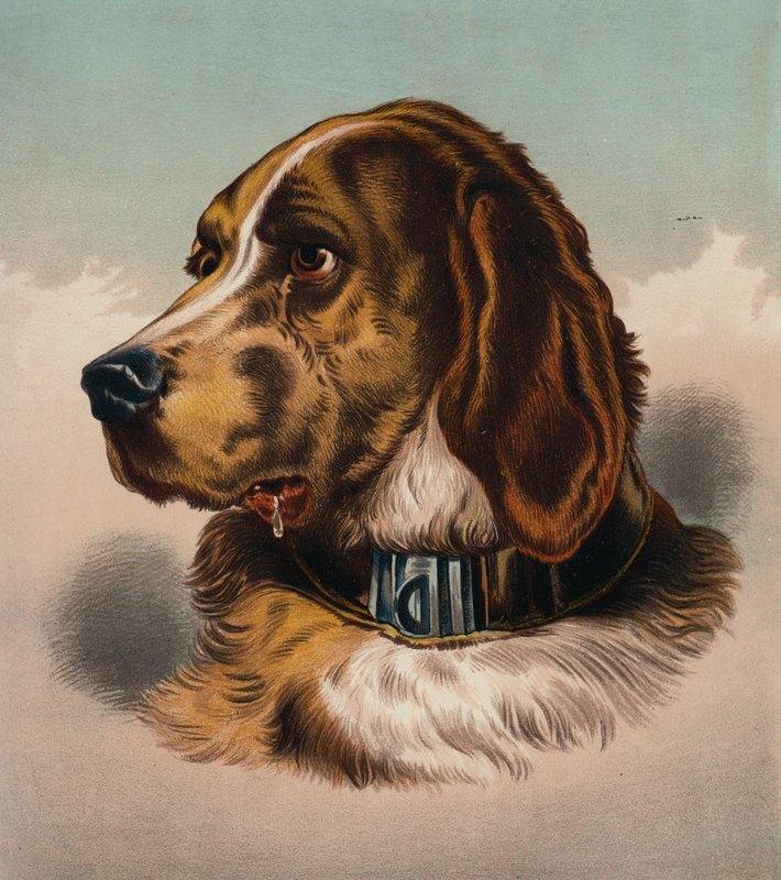 Il segugio (?) (litografia a colori) da Edwin (after) Landseer