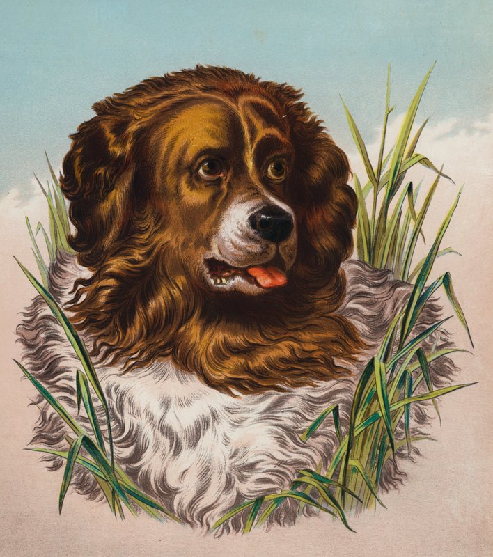 Il Terranova da Edwin (after) Landseer