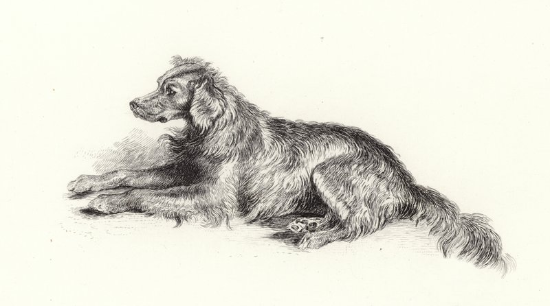 Un cane Setter da Edwin Landseer