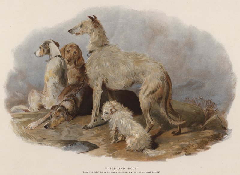 Cani delle Highlands da Edwin Landseer