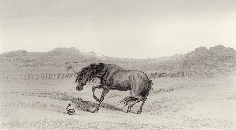 Sorpreso! da Edwin Landseer