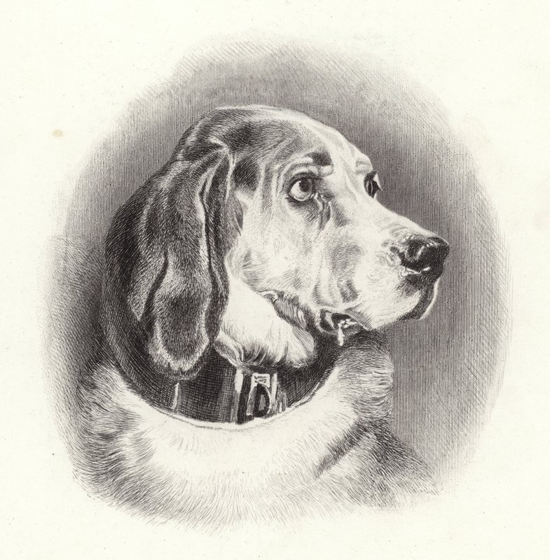 Il bloodhound da Edwin Landseer