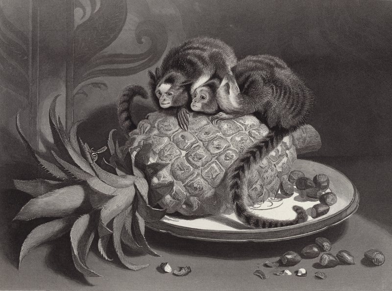 Le Marmozettes da Edwin Landseer