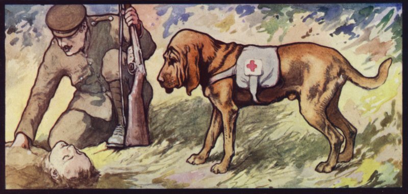 Bloodhound dell