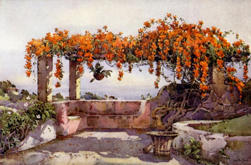 Bignonia Venusta da Ella Du Cane