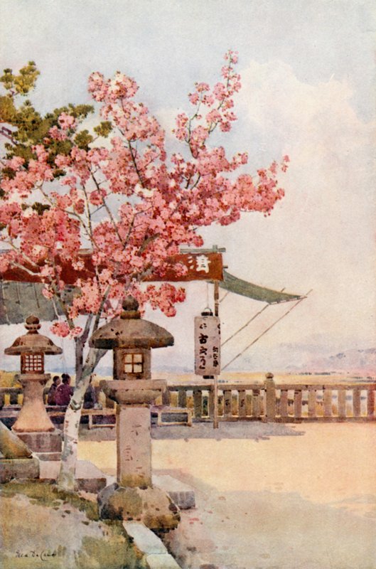 Il Ciliegio Rosa da Ella Du Cane