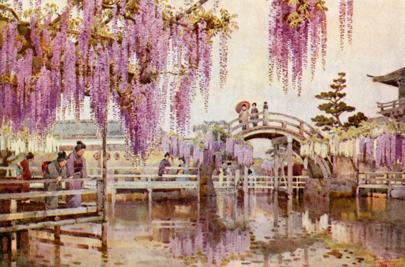 Glicine, Kameido da Ella Du Cane