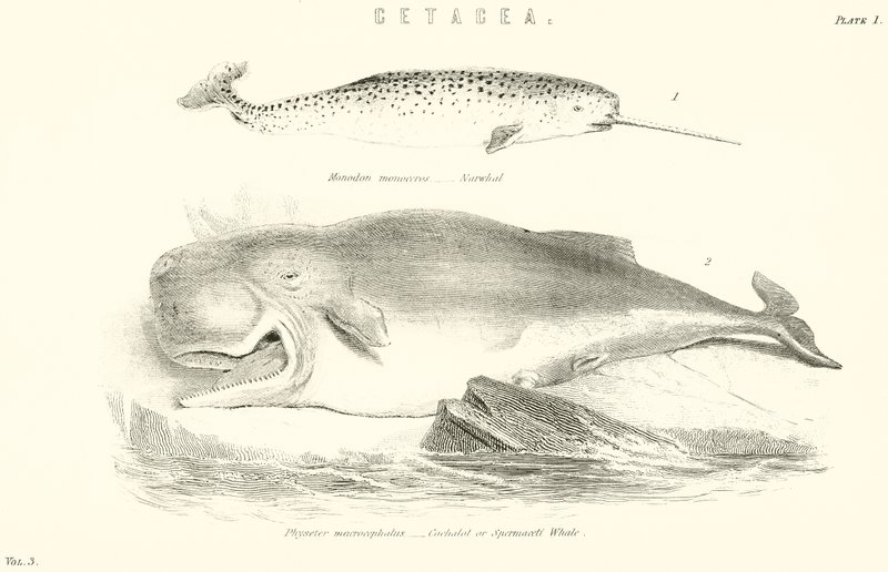 Cetacea da English School