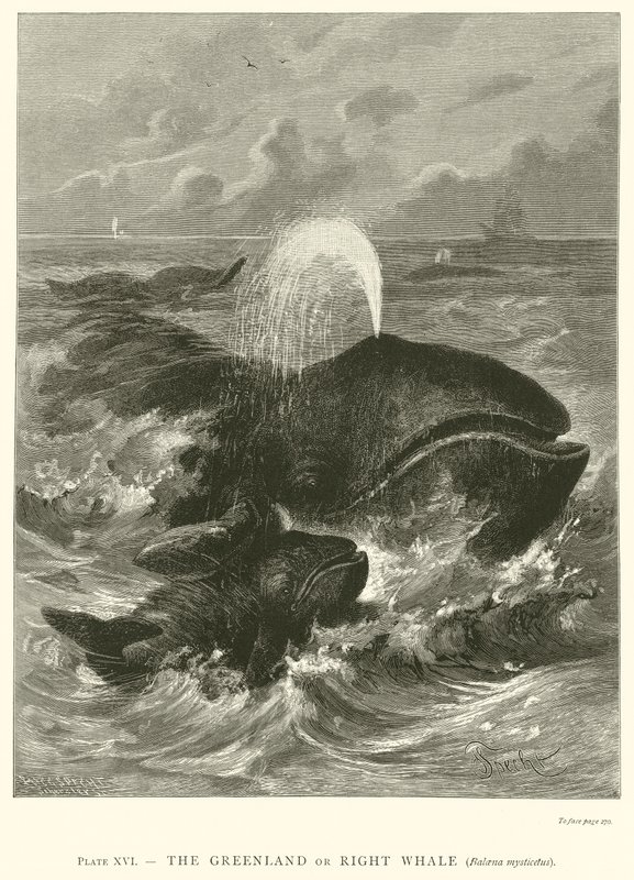 La Balena della Groenlandia o Balena Comune (Balaena Mysticetus) da English School