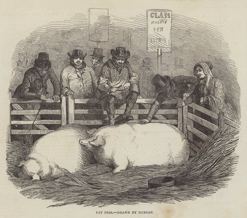 Mostra del bestiame del Smithfield Club da English School