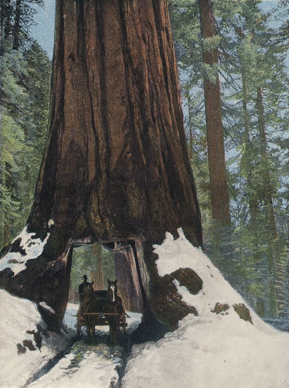 Un albero gigante da English Photographer