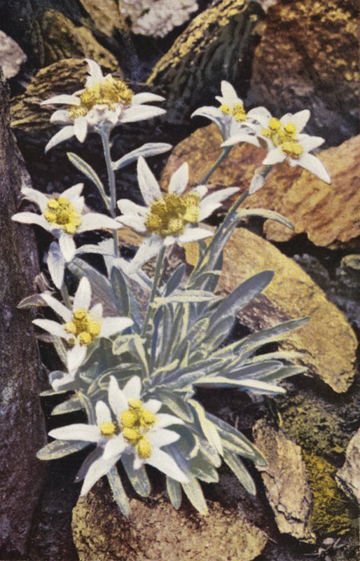 Fiori alpini: Edelweiss, Leontopodium Alpinum da English Photographer