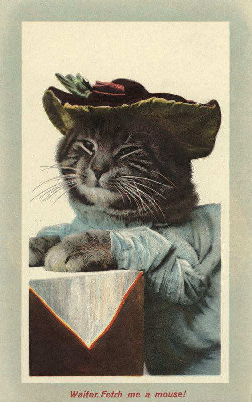 Gatto con cappello da English Photographer