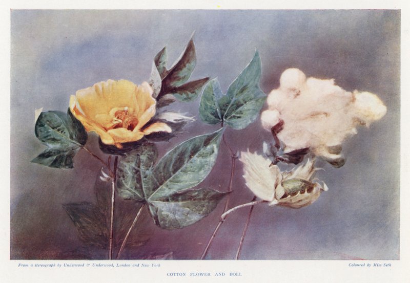 Fiore di cotone e capsula da English Photographer