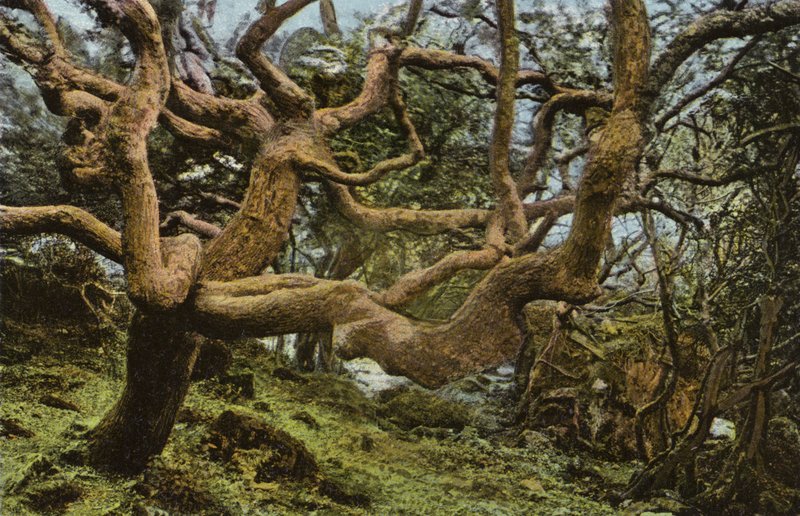 Vecchia Quercia, la Frana da English Photographer