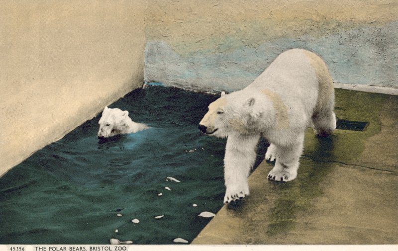 Orsi polari, Zoo di Bristol (foto) da English Photographer