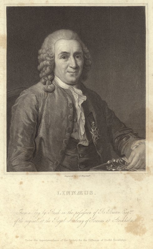 Ritratto di Carl Linnaeus da English Photographer
