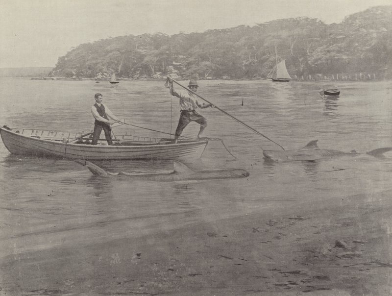 Pesca allo squalo, Chowder Bay da English Photographer