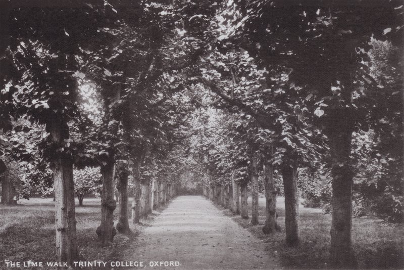 Il Viale dei Tigli, Trinity College, Oxford da English Photographer
