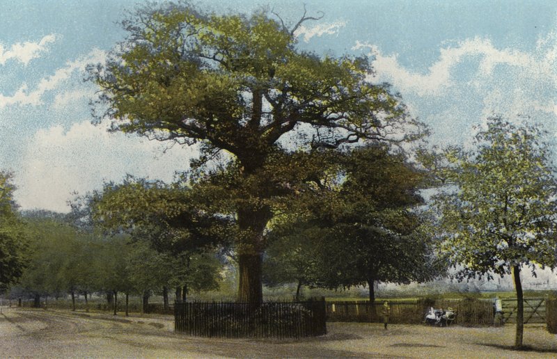 La Quercia di Midland, Leamington da English Photographer