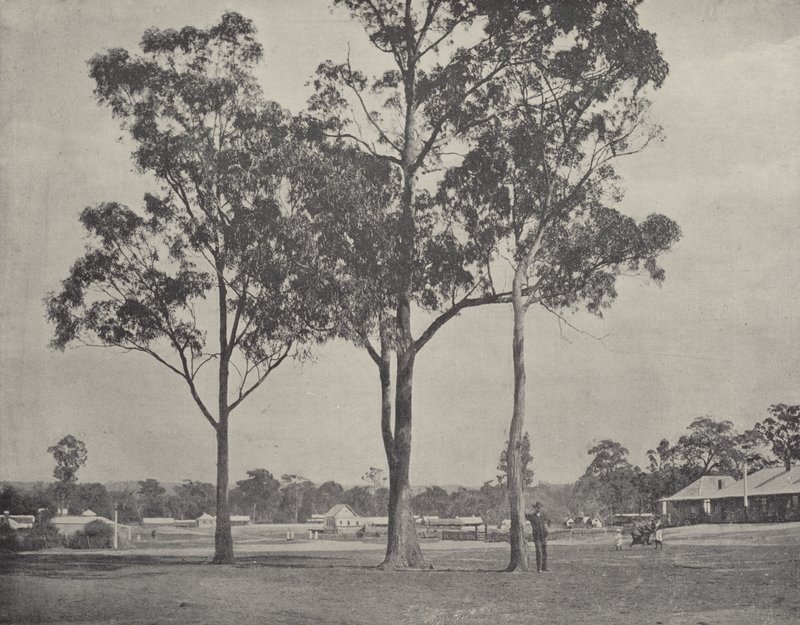 Toongabbie da English Photographer