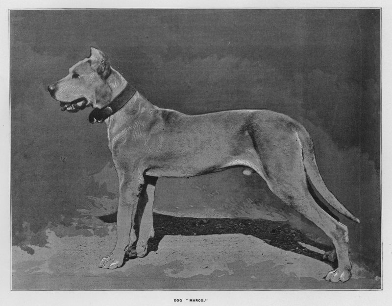 Fattorie di Whiteley: Cane "Marco" (foto in bianco e nero) da English Photographer