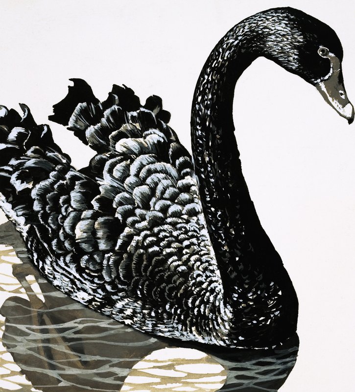 Un cigno nero da English School