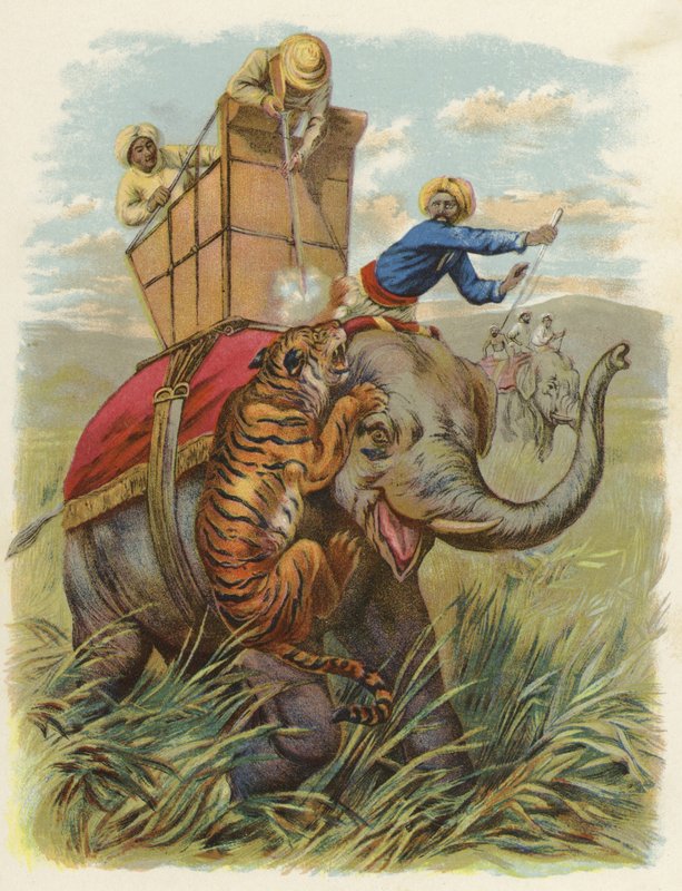Un cane tigre in India da English School