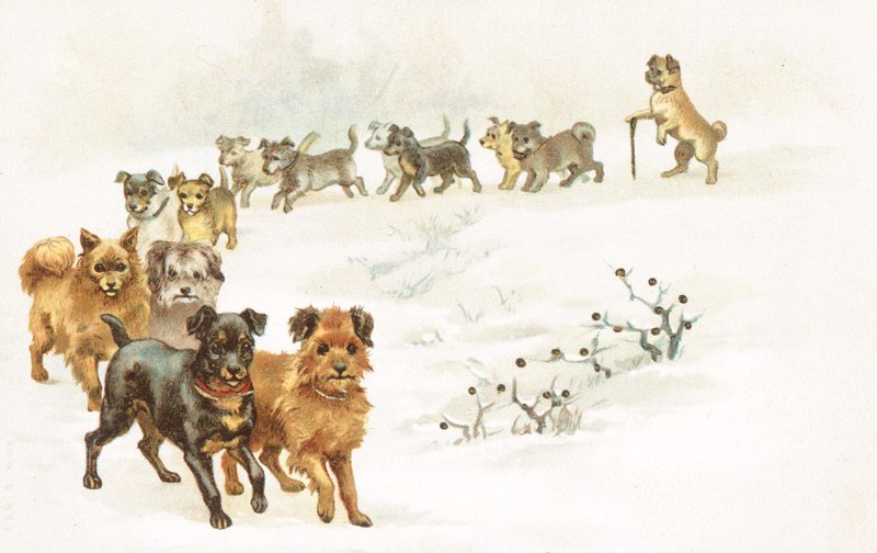 Un treno di cani nella neve da English School