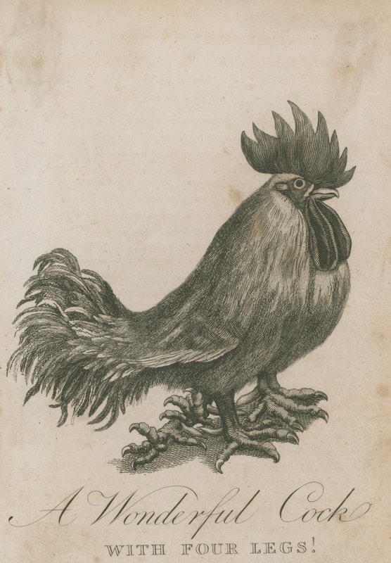 Un gallo meraviglioso con quattro zampe da English School