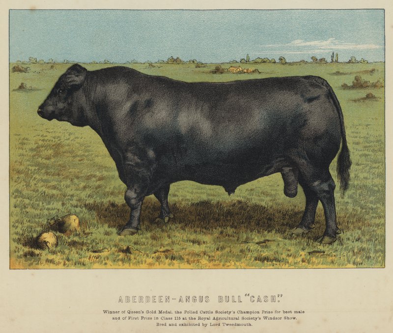 Toro Aberdeen-Angus "Cash" da English School