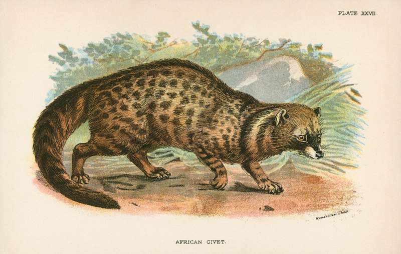 Zibetto africano da English School