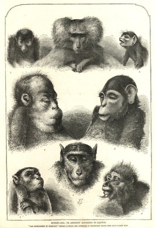 Ancestry secondo Darwin da English School