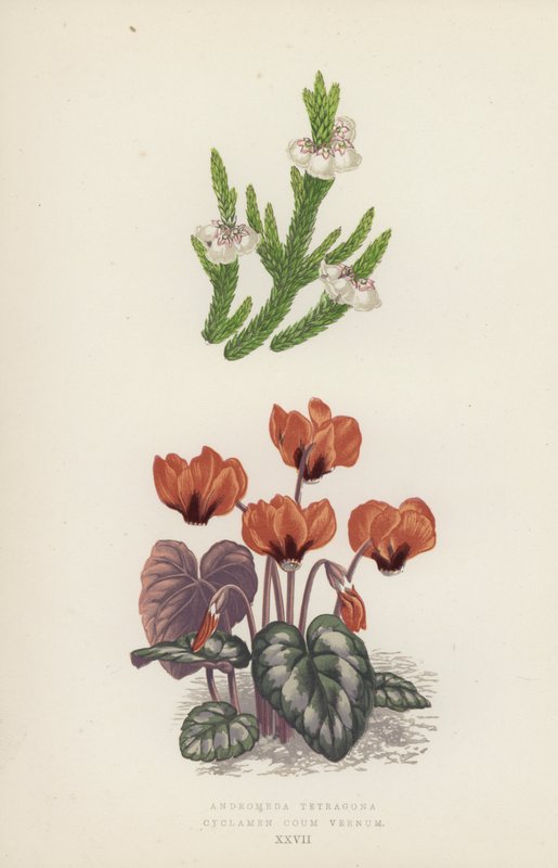 Andromeda Tetragona; Cyclamen Coum Vernum (litografia a colori) da English School