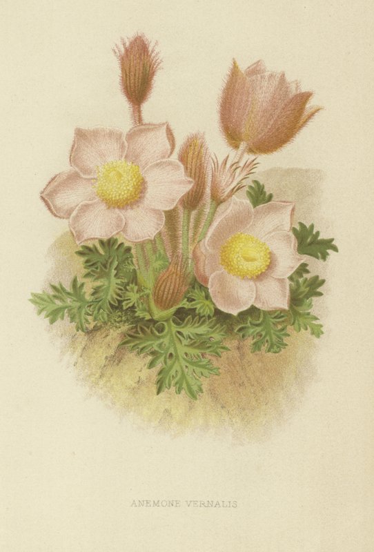 Anemone vernalis da English School