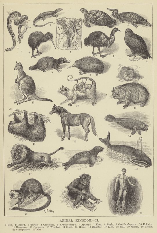 Regno animale (incisione) da English School