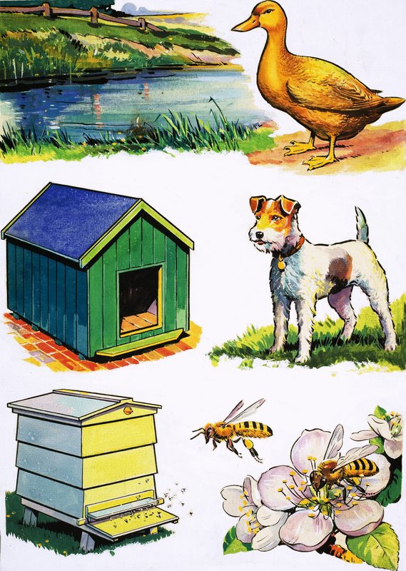 Animali e le loro case da English School