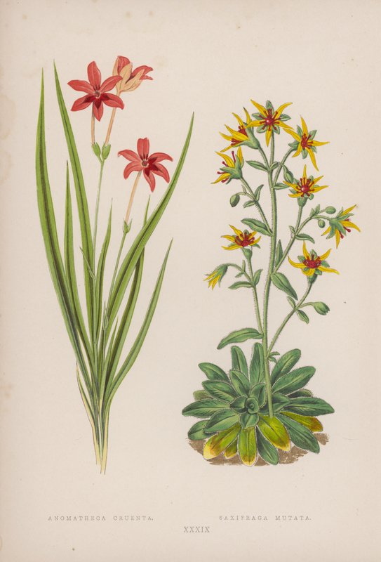 Anomatheca Cruenta; Saxifraga Mutata (litografia a colori) da English School
