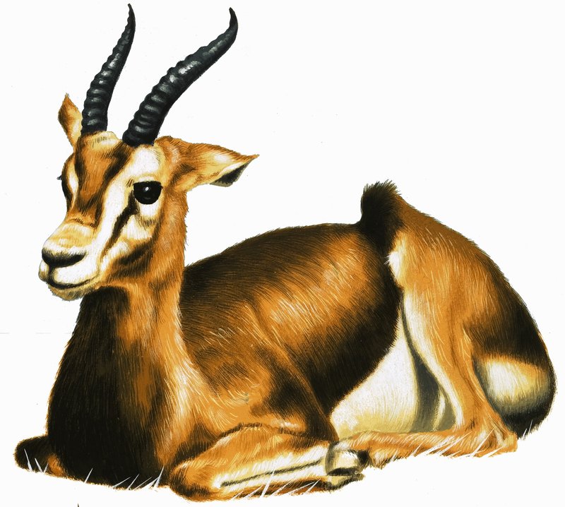 Antilope da English School