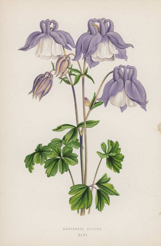 Aquilegia Alpina da English School